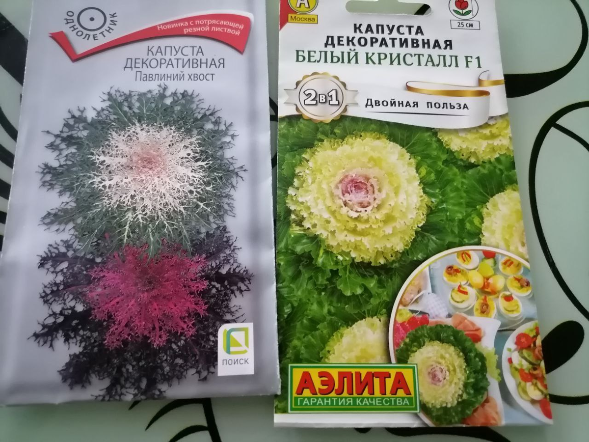 Семена декоративной капусты, фото автора