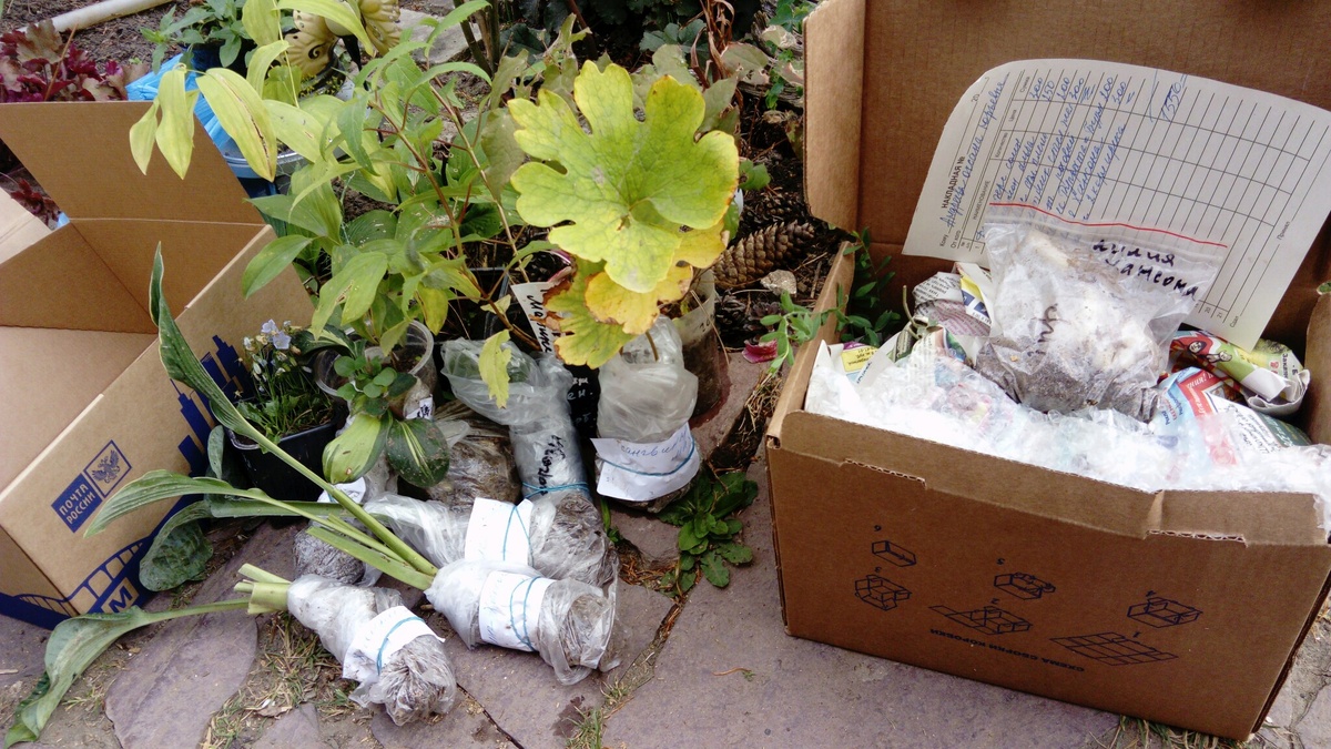 моя посылка