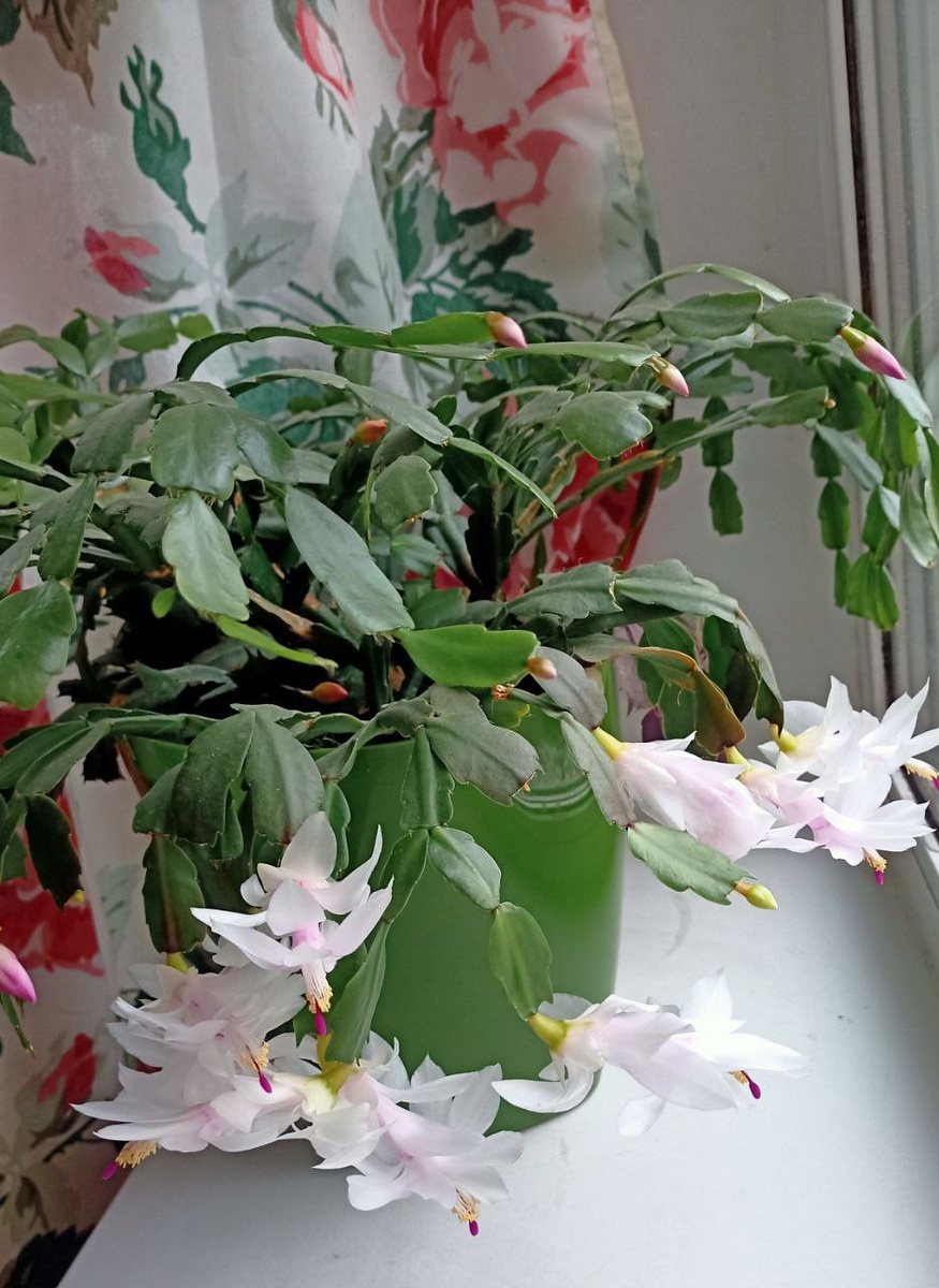 Белая шлюмбергера начинает цвести в ноябре, очень красиво смотрится, словно парящие ангелы / здесь и далее - фото автора