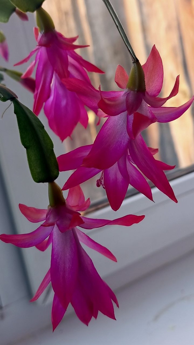 Классический декабрист - ужасно неприхотлив