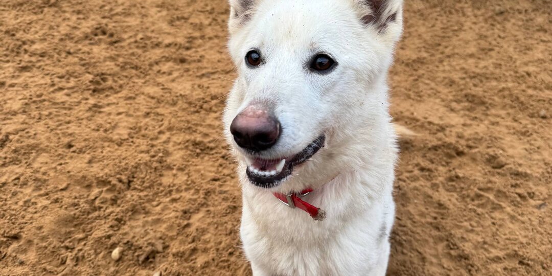 Почему волонтёры переименовали собаку, хотя её кличка идеально подходила?