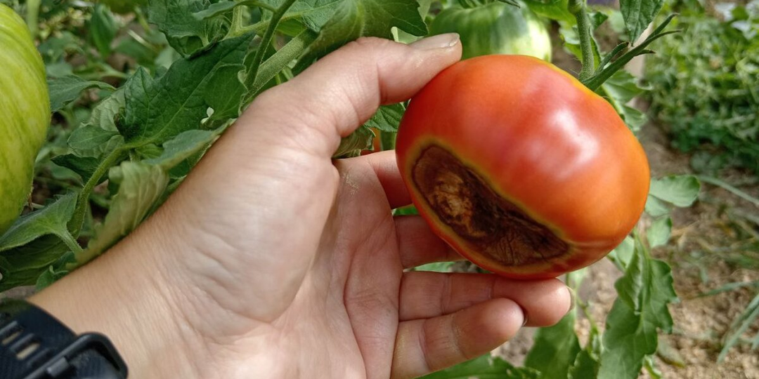 Вершинная гниль томатов: как осенью «вылечить» почву в теплице