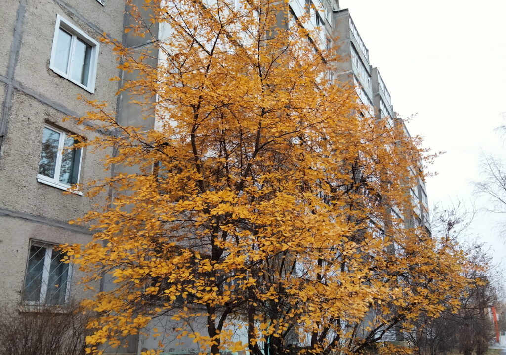    Анастасия Петрова