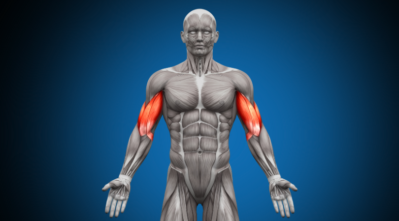 Двуглавая мышца плеча: почему бицепс не растет | Секрет в спине, который меняет подход к тренировкам