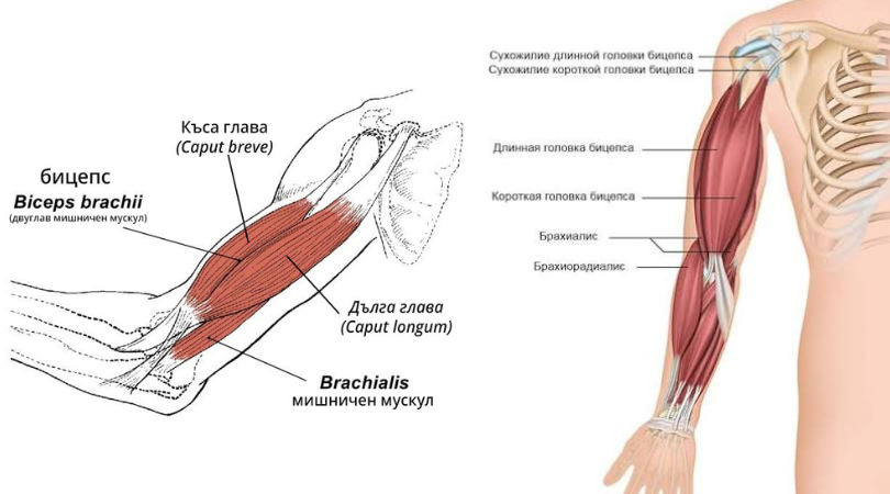 Обе головки бицепса берут начало на лопатке. Это значит, что стабильность и правильное положение лопатки — абсолютная основа для работы бицепса. Если лопатка «плавает» (не фиксирована мышцами спины), бицепс теряет прочный фундамент.