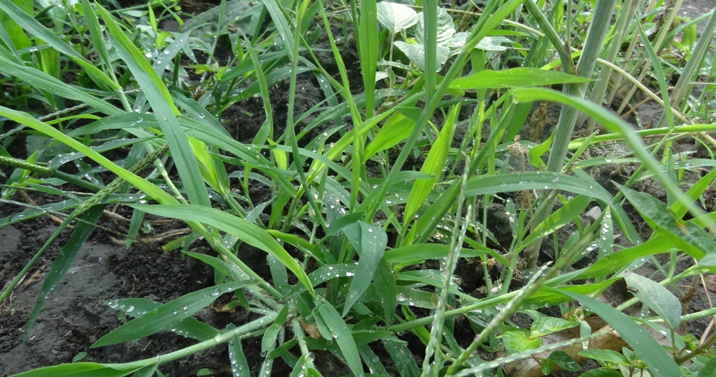 Пырей — живая проволока: две стратегии тотальной победы на ваших грядках