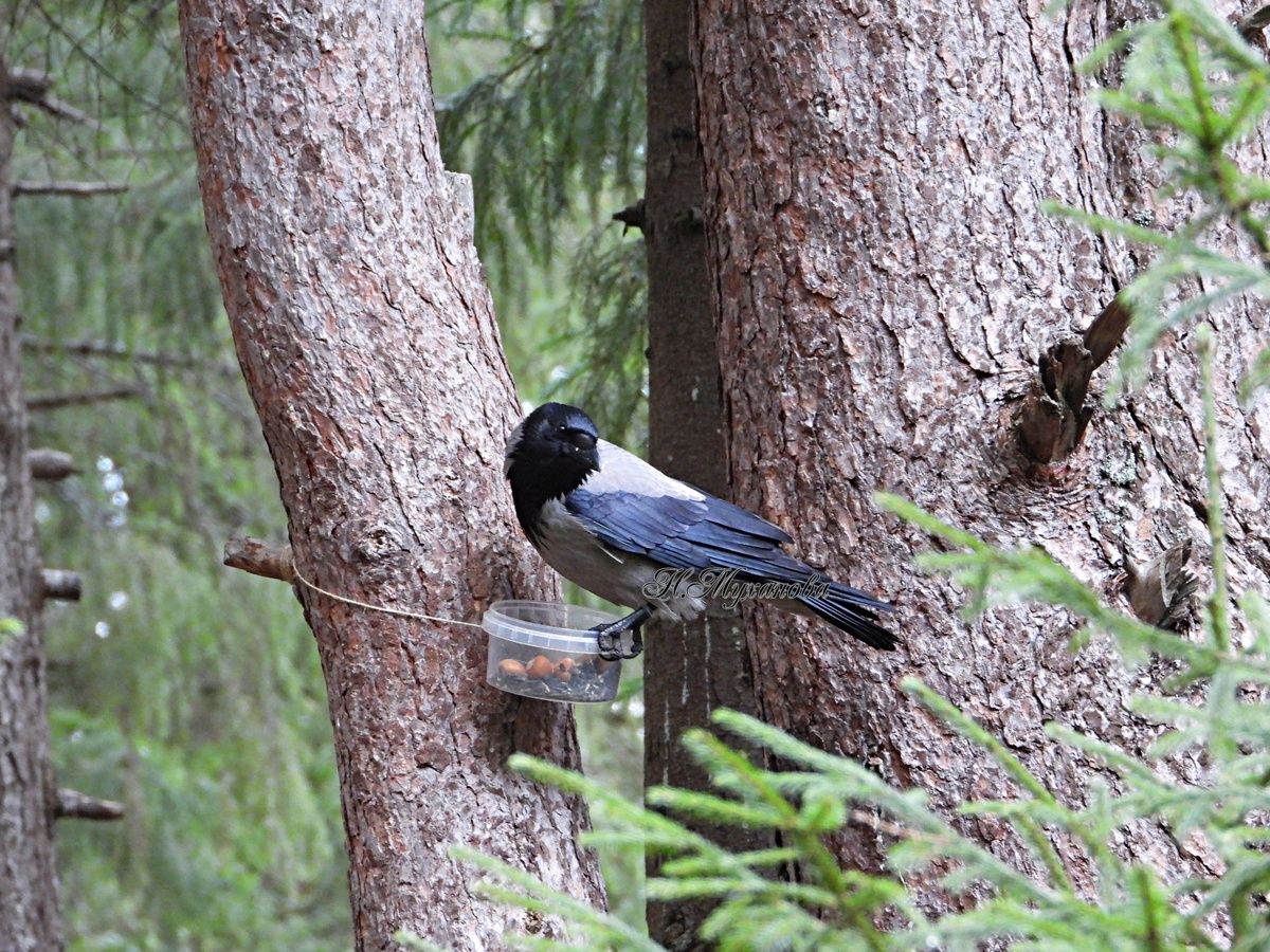 Серая ворона на кормушке