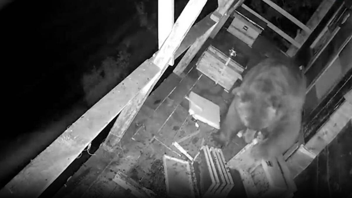    Фото: Скриншот видео IHA