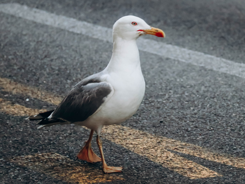    Фото: istockphoto.com/Andrei Antipov