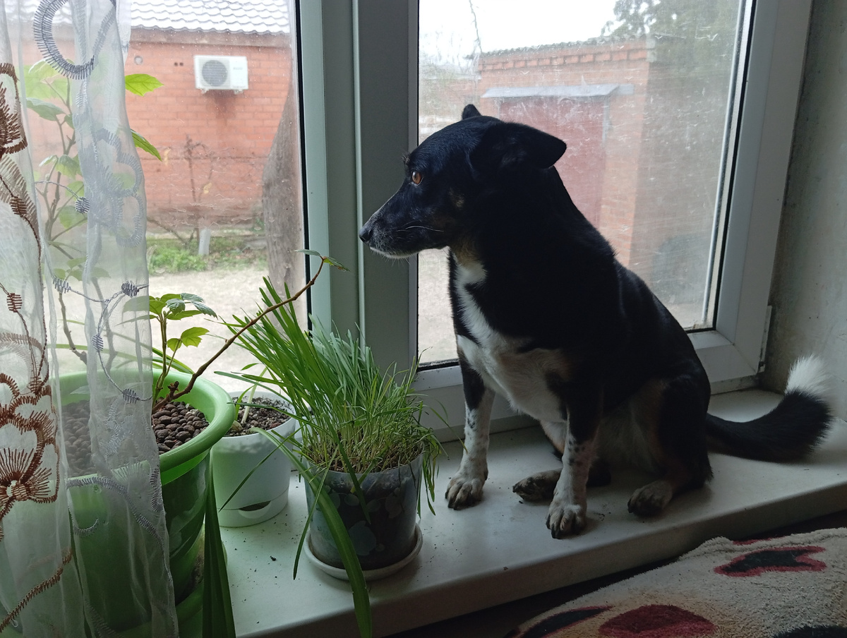 Фото автора. Примерно так же как Пулечка сижу и жду мамино ДР) 