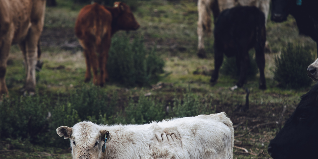 Как турфирма во Владивостоке судилась с соседскими коровами