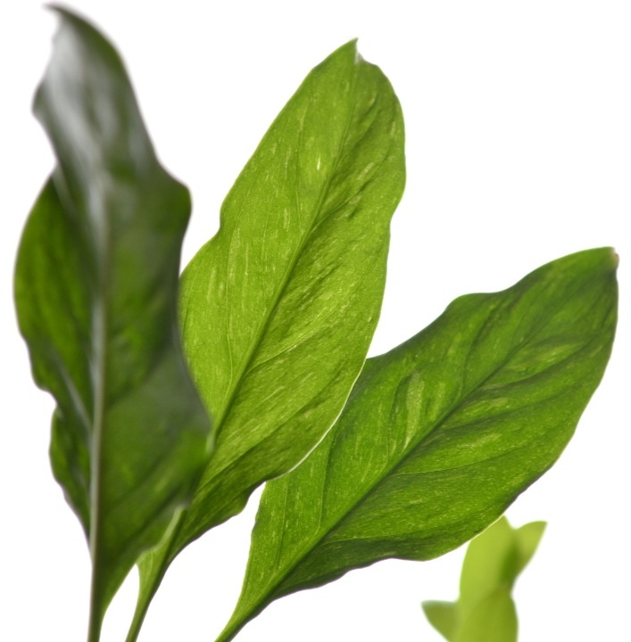 Солнце выглянуло на пару минут и помогло сделать нормальный кадр