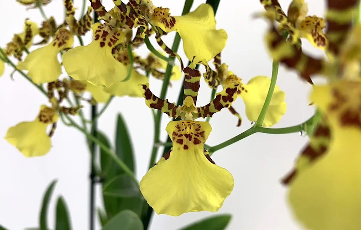 Oncidium sphacelatum