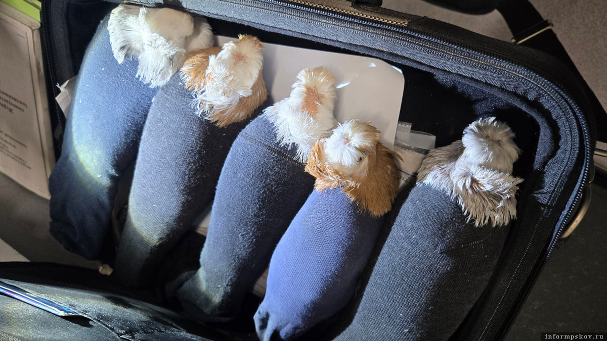 Фото здесь и далее: пресс-служба Псковской таможни