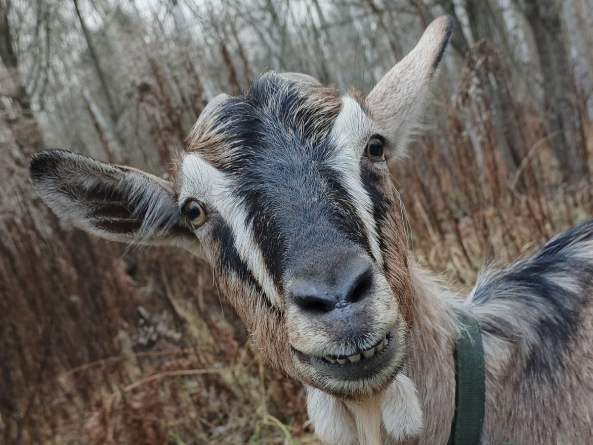 фото из личного архива фермы