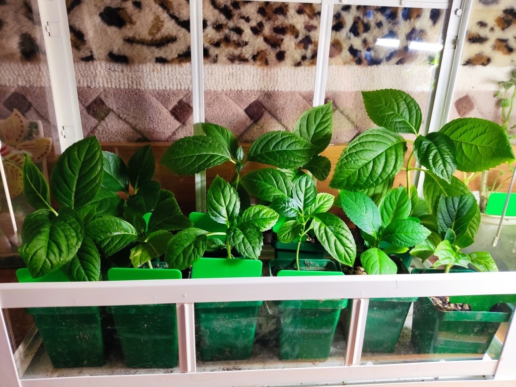 Гортензию я занесла домой...