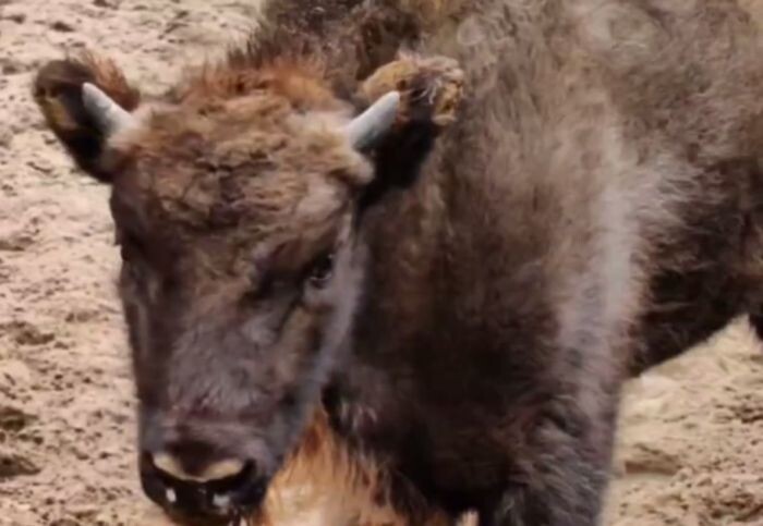 Иллюстрация: Ростовский зоопарк