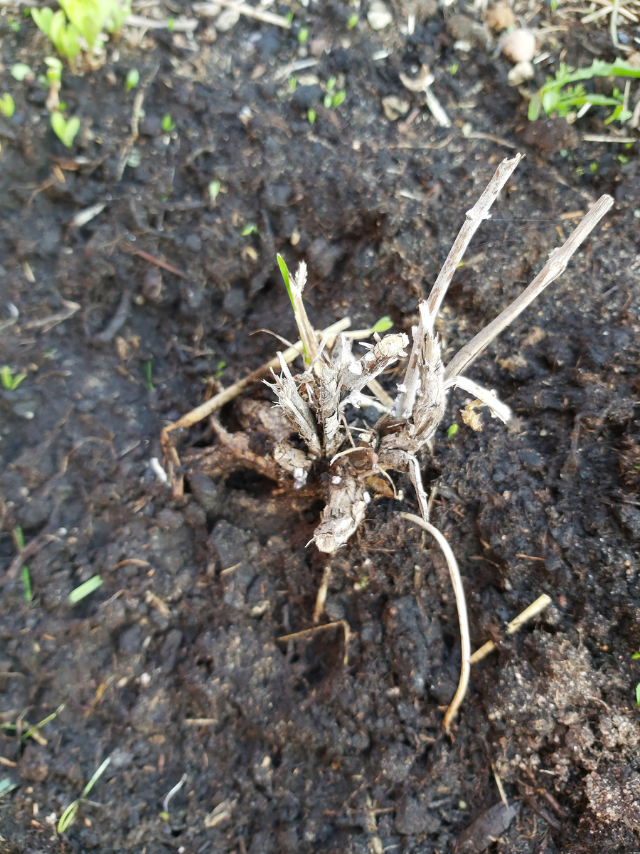 Перовския Блю спир весна, фото мое