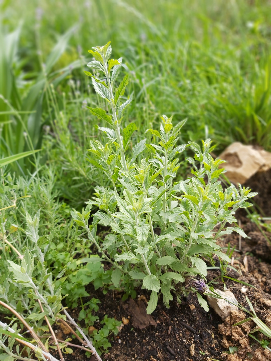 Отросшая после зимы перовския, фото мое