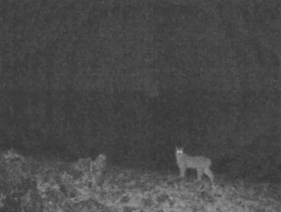    Рысь на Южно-Чуйском хребте. Источник: t.me/sailugem