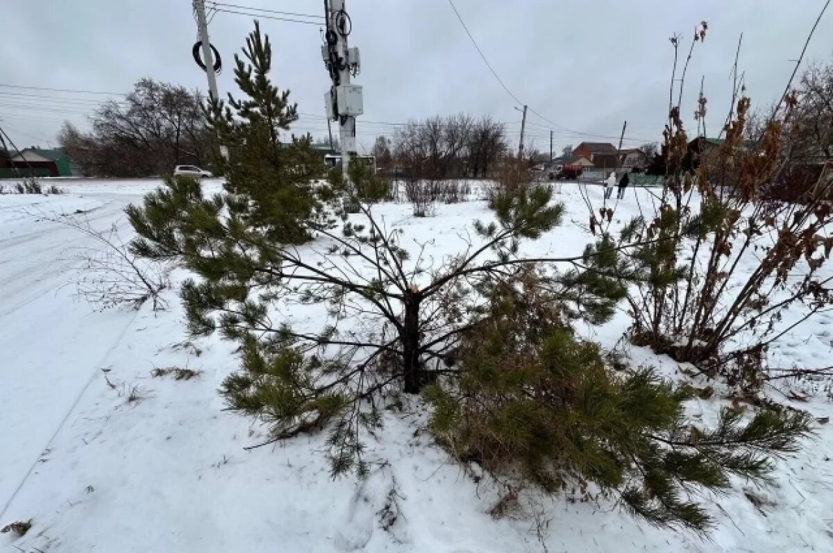    В Омске нашли школьника, который сломал сосну в Амуре