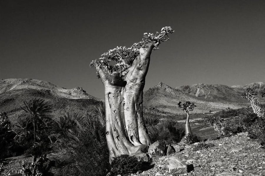 ПУСТЫННАЯ РОЗА (MOMI)