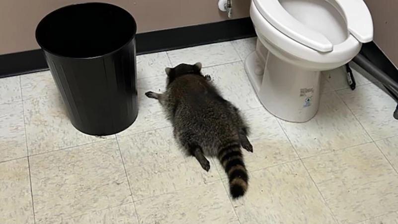 Фото: Hanover County Animal Protection and Shelter