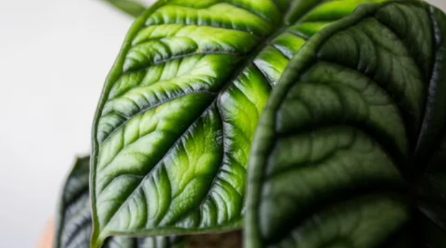 Алоказия Драгон Скейл