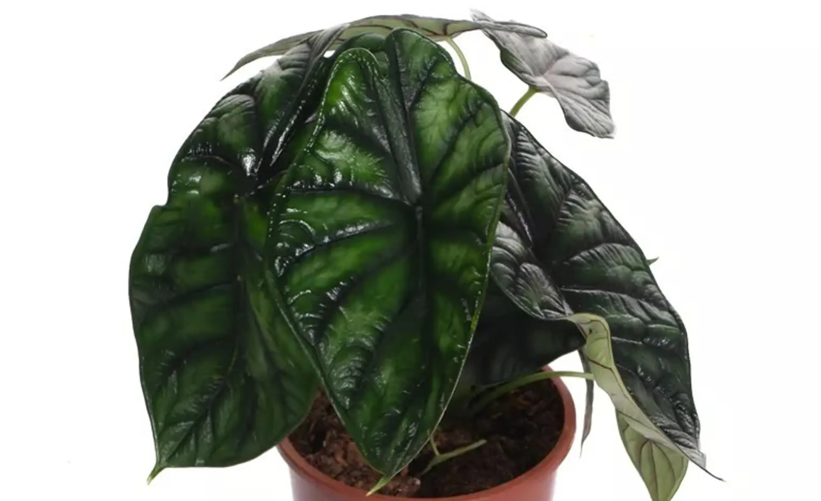 Алоказия Драгон Скейл