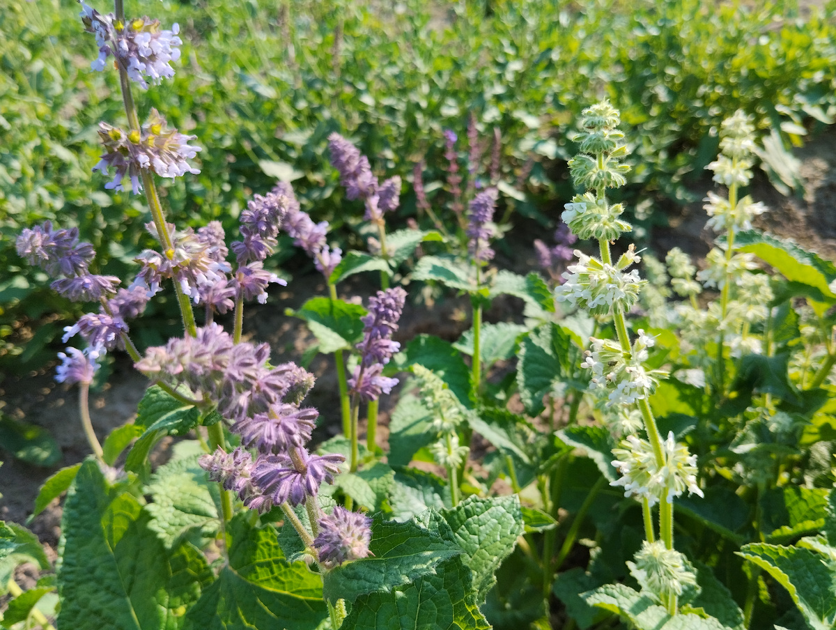 Половина - с синими цветами