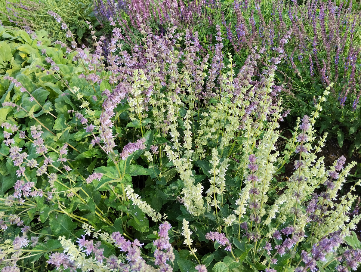 Шалфей мутовчатый двух окрасок