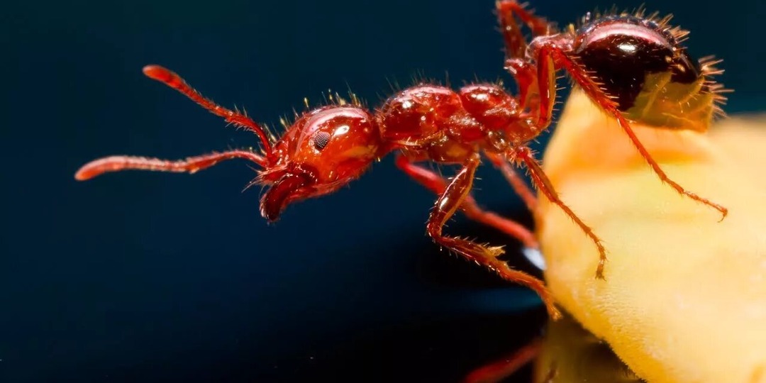 Огненный муравей: укус этого насекомого может не только вызвать ожоги, но и убить