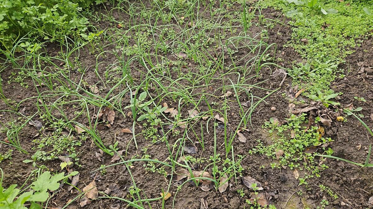 Лук-севок уже растет, посадка в октябре