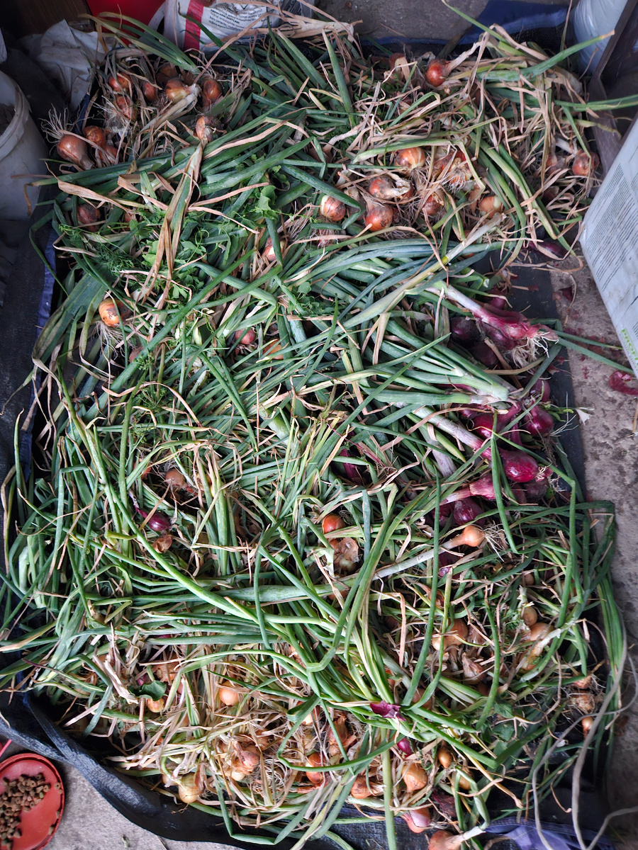 Только что собранный урожай летом 2025 г.