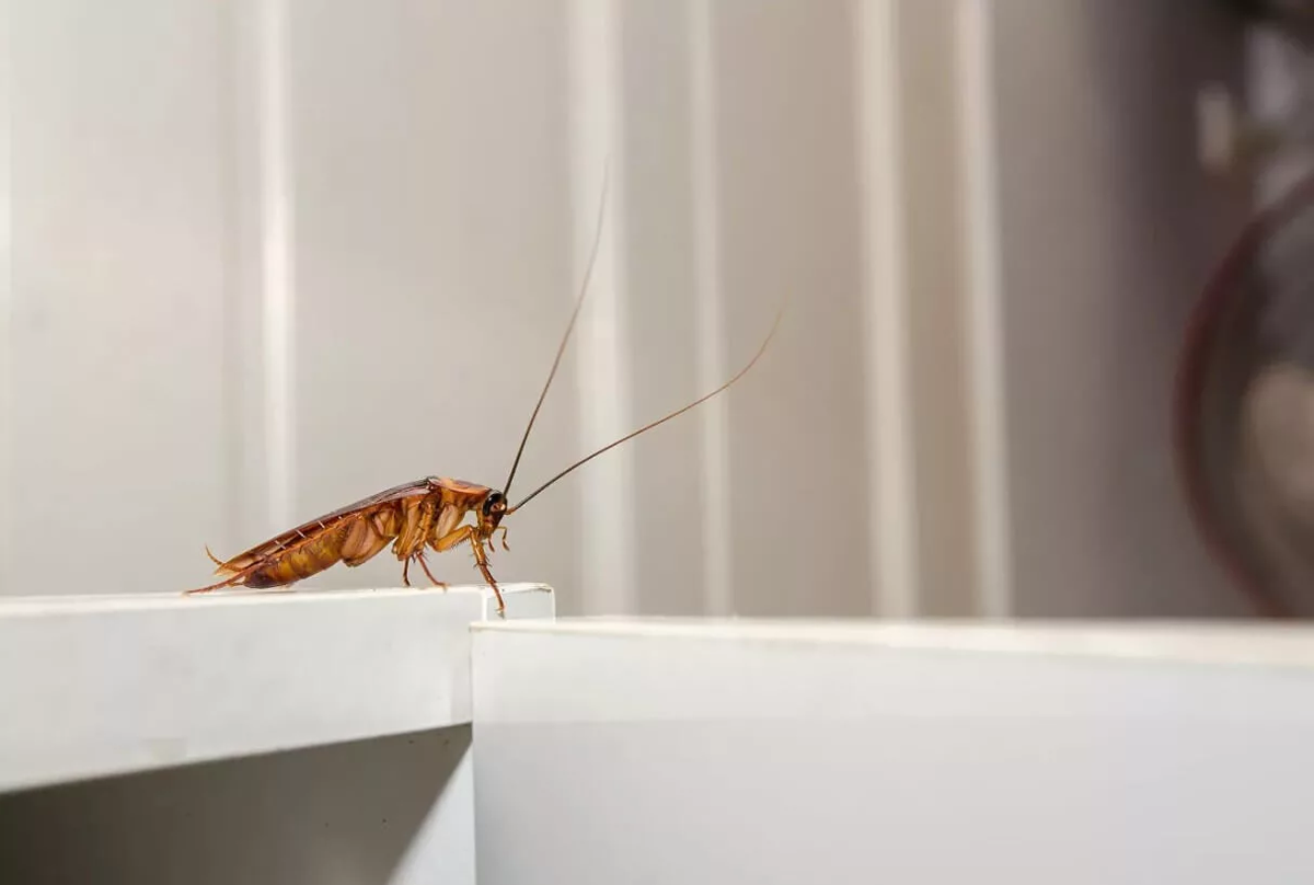 потравить клоп