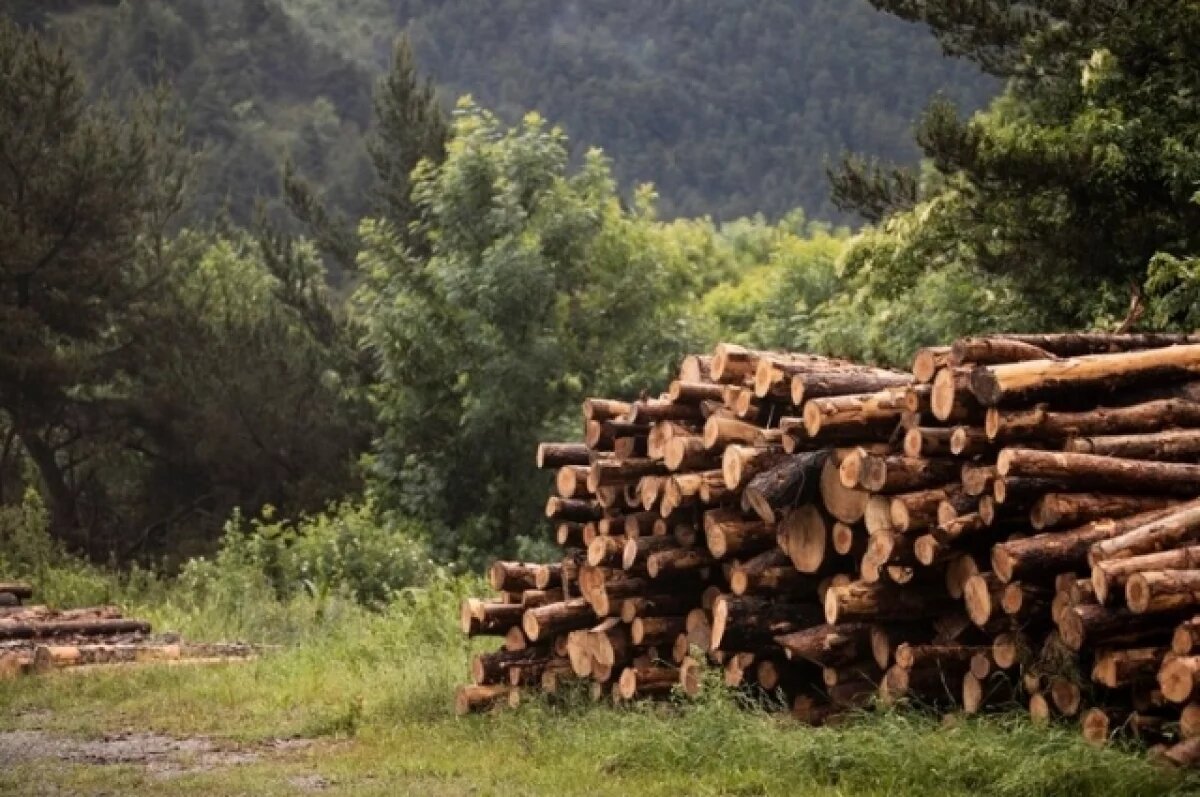    Охрану хвойных лесов усилили в преддверии Нового года в Северной Осетии