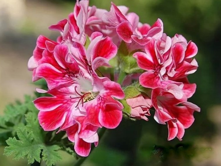 Так красиво цветёт этот душистик Mons Ninon.