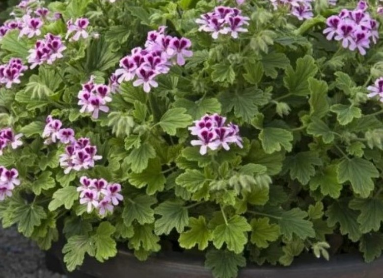 Так цветёт Оrange fizz. в открвтом пространстве.