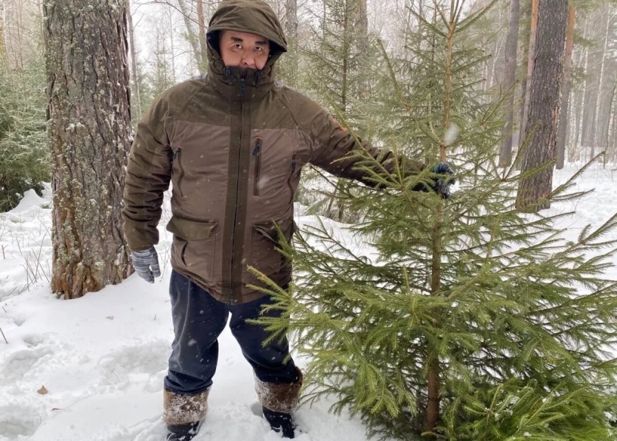    За заготовкой новогодних елок в НСО проследят с помощью беспилотников