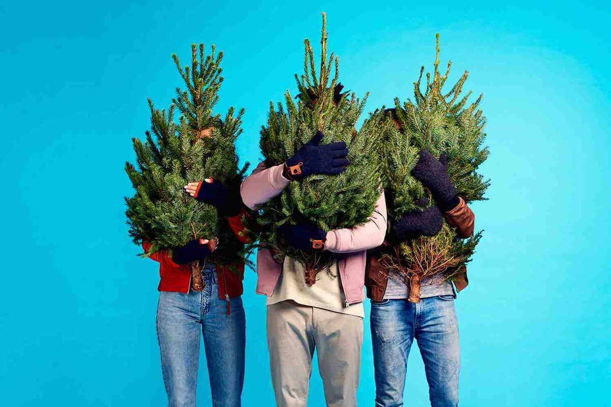    Выбираете ёлку на Новый год? Вот наше честное сравнение популярных новогодних деревьев. Источник изображения: emarket-cn.ru