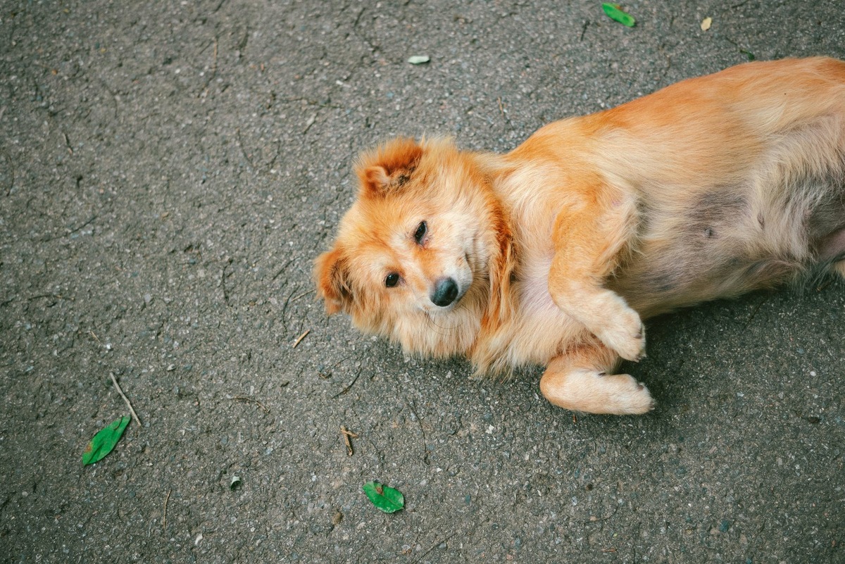    Технологии и доброта в одном проекте