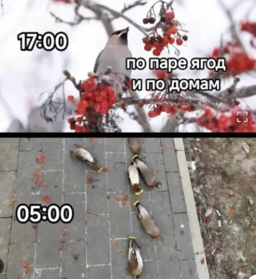 Из открытых источников