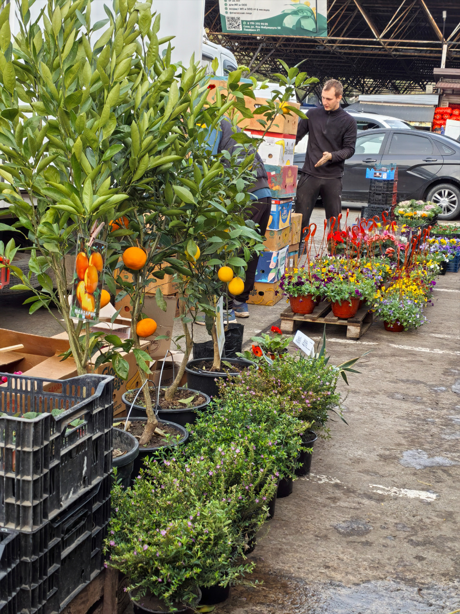 для садов и квартир такие лимонные деревца (листайте дальше)