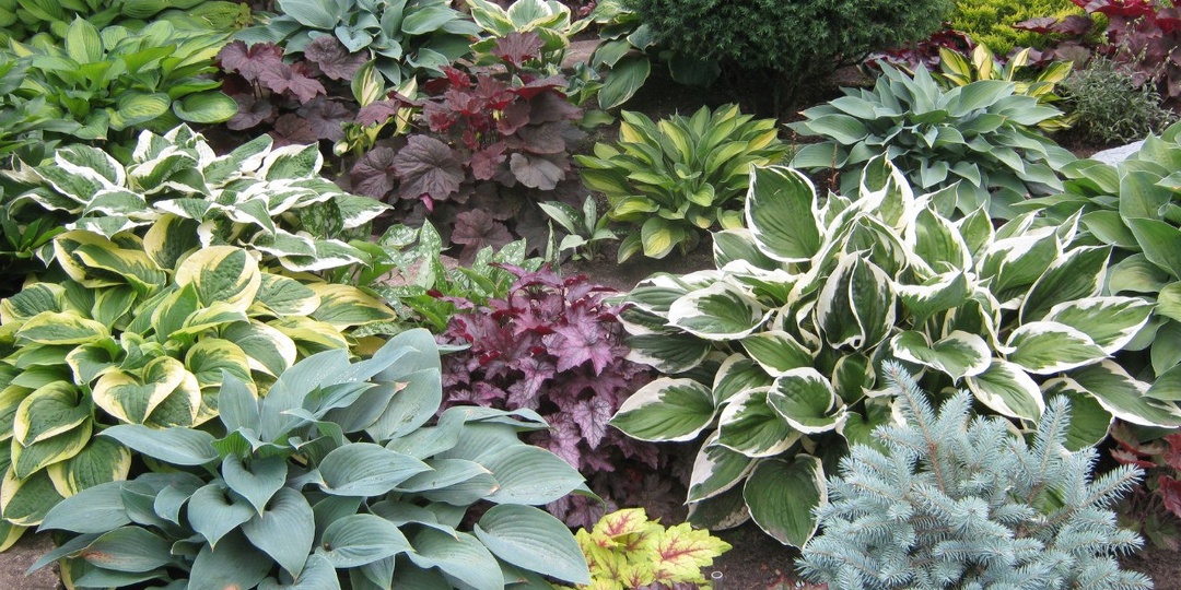 Простые правила для непростых хост: как вырастить роскошные растения без провалов