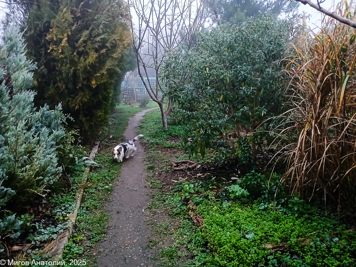 Слева на фото можжевельник и восточные туи, справа куст буддлеи, так и не сбросившей листву, а также жёлтые стебли мискантуса.