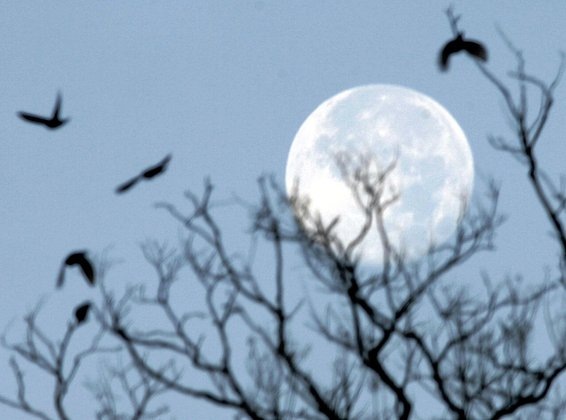    Фото: Mark Wilson / Getty Images