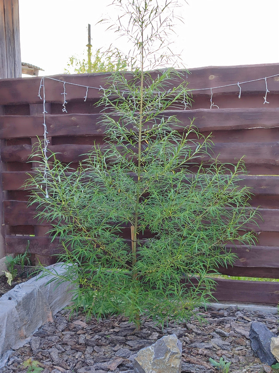 Забор между соседним участком