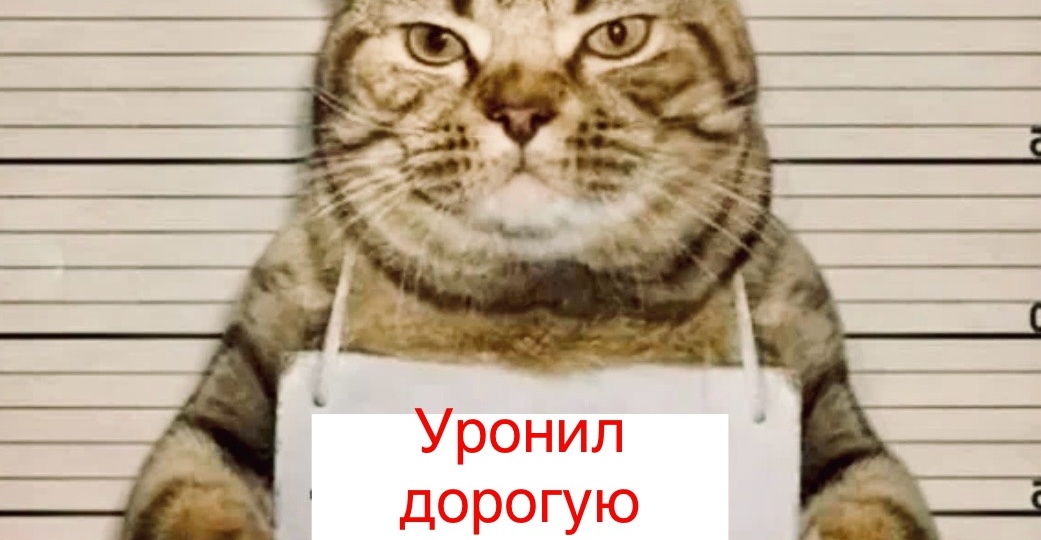 Пойман с поличным: 9 смешных котов и их раскаяния в содеянном