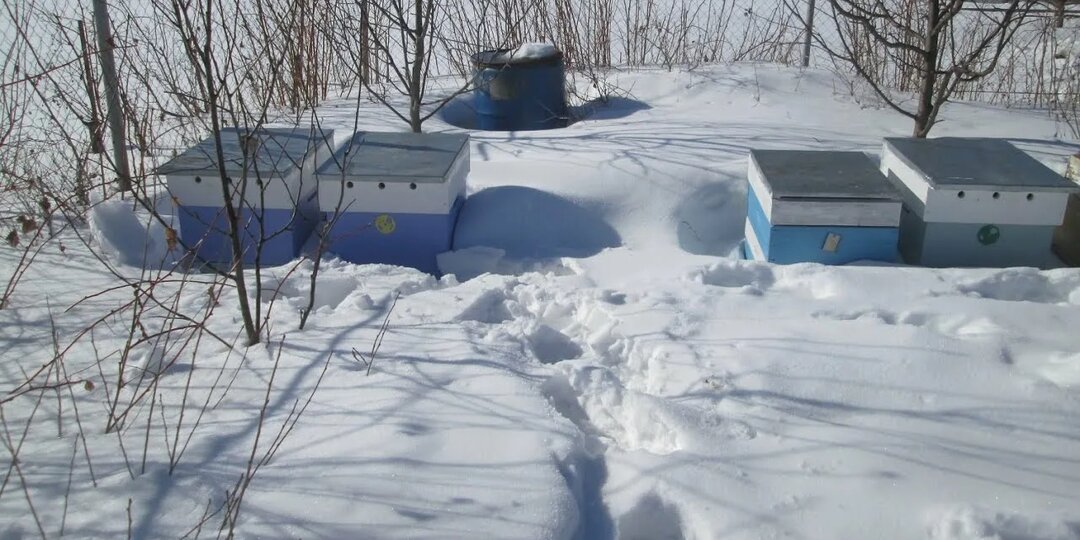 Как прослушать пчел в момент зимовки на улице