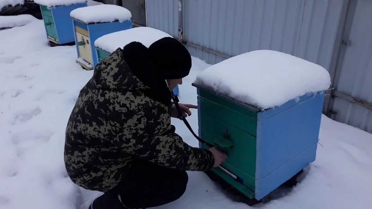 Прослушка пчел